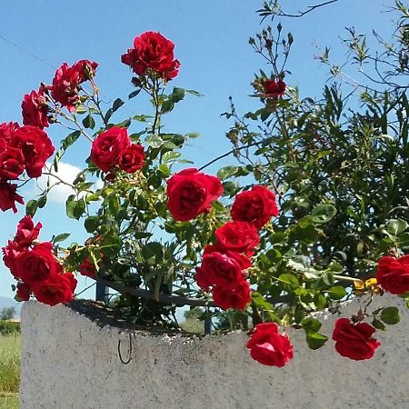Country House L'Ippocastano Altavilla Silentina エクステリア 写真