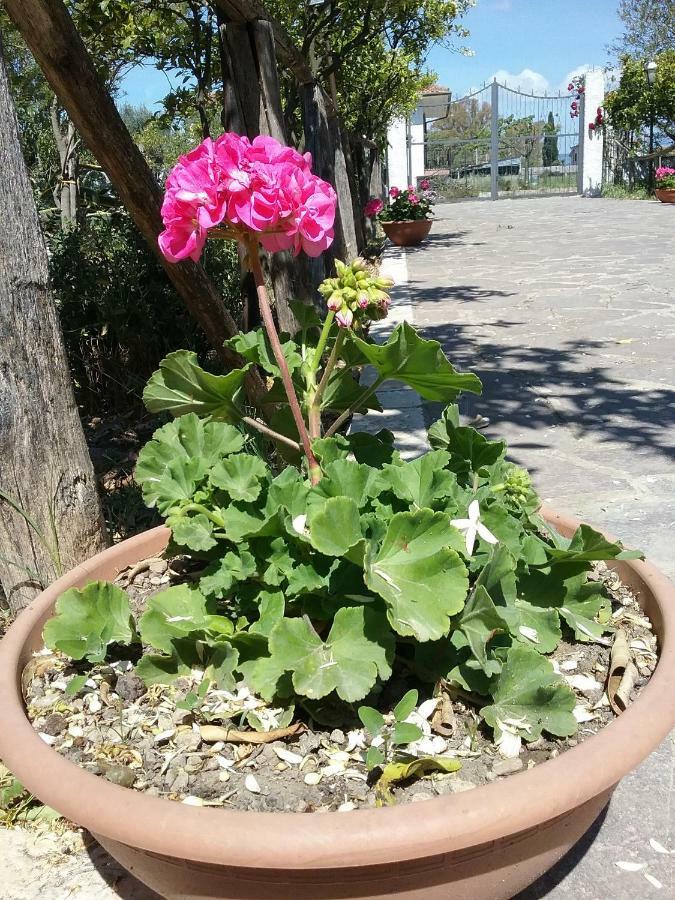 Country House L'Ippocastano Altavilla Silentina エクステリア 写真